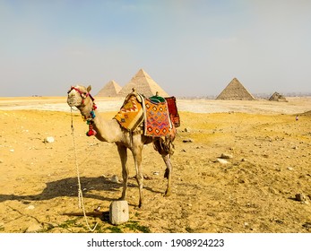 Camels on the background of the Pyramids of Giza in Egypt