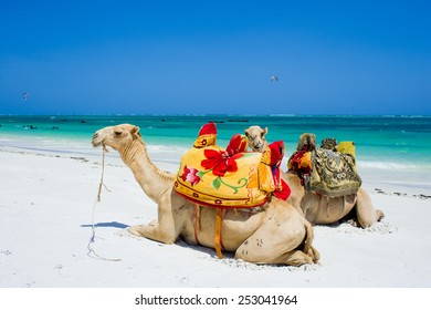 Camels On The Beach