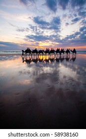 Camels On Cable Beach