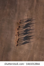 Camels On Cable Beach, Broome, Western Australia