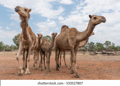 Camels On A Camel Farm In Queensland, Australia