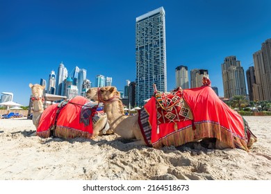 Camels on Dubai jumeirah beach with marina skyscrapers in UAE. Popular public JBR beach