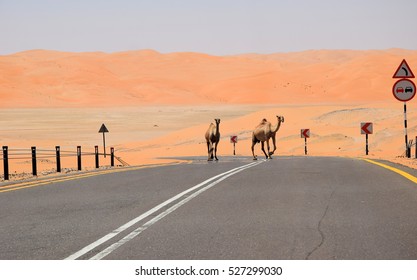 Camels On The Road In Liwa, UAE