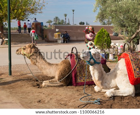 Camels in the parks on the outskirts of Marrakech, Morocco