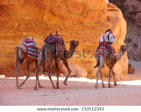 Camels in Petra