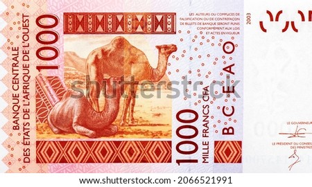 Camels. Portrait from Western African States 1000 Francs 2003 Banknotes. CFA franc is used in 14 African countries. 