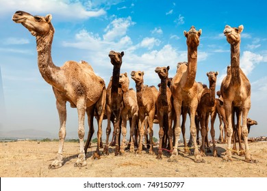 Camels at Pushkar Mela - famous camel and livestock fair in the town of Pushkar. Pushkar Mela is one of the world's largest camel fairs and important tourist attraction. Puskhar, Rajasthan, India