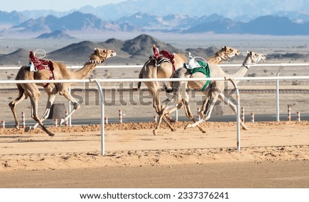 Camels racing for the king's cup competition, Al Ula, Saudi Arabia