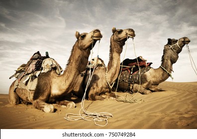 Camels resting in the desert. Thar Desert, Rajasthan, India. 