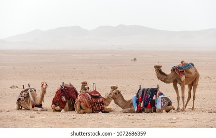 Camels Resting In The Syrian Desert Near Palmyra