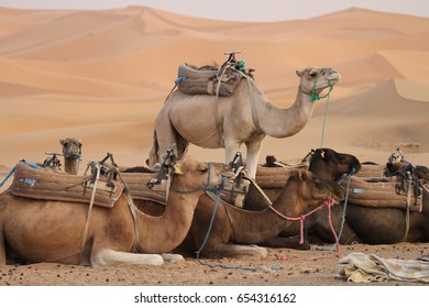 Camels Saddled Up And Ready To Take Tourists On An Overnight Trek In The Erg Chebbi Sand Dunes Of The Sahara Desert, Morocco.