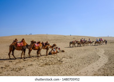 Camels In Shapotou, Zhongwei City, Ningxia, China 