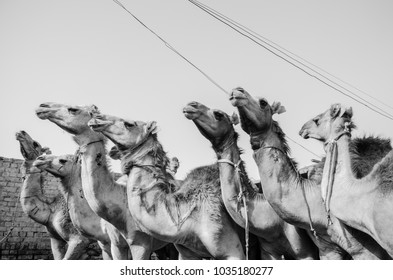 Camels standing in groups 