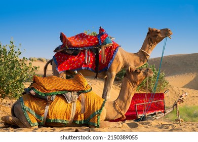 Camels with traditional dresses, waiting beside road for tourists for camel ride at Thar desert, Rajasthan, India. Camels, Camelus dromedarius, are desert animals who carry tourists on their backs. - Shutterstock ID 2150389055