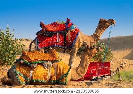 Camels with traditional dresses, waiting beside road for tourists for camel ride at Thar desert, Rajasthan, India. Camels, Camelus dromedarius, are desert animals who carry tourists on their backs.