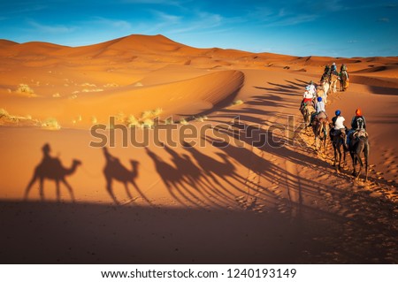 camels trekking guided safari tours in Merzouga Morocco Sahara desert camel tour with berber guide Dubai Oman Bahrain Kuwait riding camel shadows