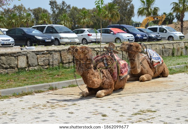 Camels and vehicles. Beautiful\
animals on the background of cars. Side, Turkey, May 7,\
2018