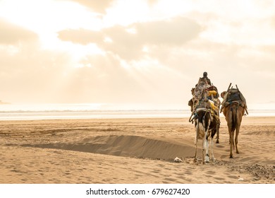 Camels Walking At The Beach Of Essaouira, Morroco In Sunset