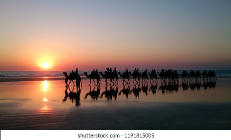 Camels Walking On Cable Beach, Broome, Western Australia During Sunset