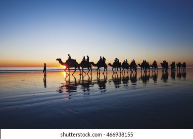 Camels Walking On Cable Beach, Broome, Western Australia During Sunset