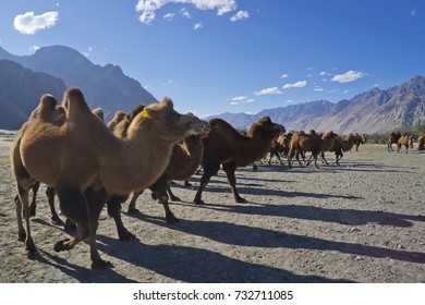 2,274 Nubra valley sand dunes Images, Stock Photos & Vectors | Shutterstock