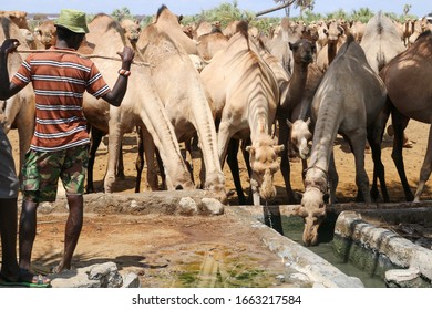 Camels At A Watering Point In Northern Kenya. A Shallow Well With Drinking Troughs. While A Herder In Combat Shorts And Hat Looks On.  