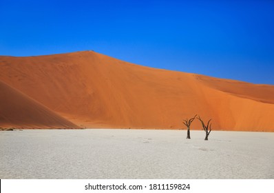 Camelthorn Dead Tree Acacia Erioloba And Dunes In Sossusvlei