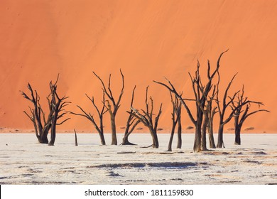 Camelthorn Dead Tree Acacia Erioloba And Dunes In Sossusvlei