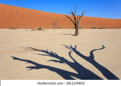 Camelthorn Dead Tree Acacia Erioloba And Dunes In Sossusvlei