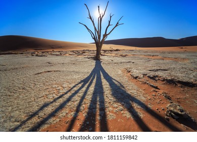 Camelthorn Dead Tree Acacia Erioloba And Dunes In Sossusvlei