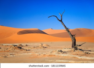 Camelthorn Dead Tree Acacia Erioloba And Dunes In Sossusvlei