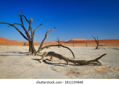 Camelthorn Dead Tree Acacia Erioloba And Dunes In Sossusvlei