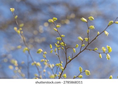 Camera capturing fine textures along leaf perimeters with artistic blur. Detailed photographic exploration highlighting subtle edges of young leaves with creative soft focus