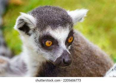 Camera Close-up Of A Lemur Looking Sideways With Its Big Eyes.