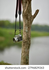 A camera hanging from a tree branch