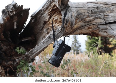 A camera hangs from a weathered tree branch.