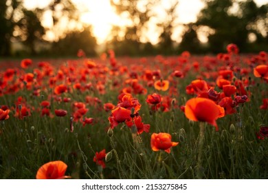 Camera moves between the flowers of red poppies. Poppy as a remembrance symbol and commemoration of the victims of World War. Flying over a flowering opium field on sunset. Camera moves to the right.