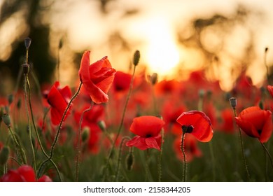 Camera moves between the flowers of red poppies. Poppy as a remembrance symbol and commemoration of the victims of World War. Flying over a flowering opium field on sunset. Camera moves to the right.