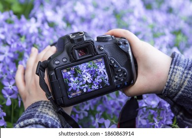 Camera on hands closeup. Making nature photo and video with blue violet flowers