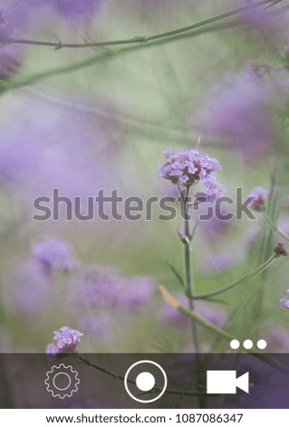 Similar – Hallig Gröde | blooming sea lilacs at the jetty