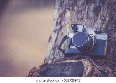 camera placed on the tree.