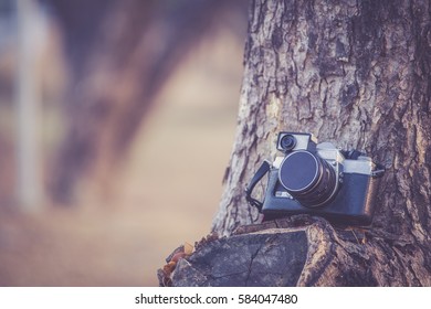 camera placed on the tree.