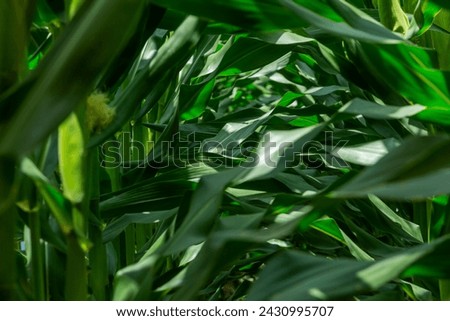 Camera positioned in the midst of a corn field, surrounded by the husks of the corn plant. Vibrant green texture with healthy and robust corn leaves.