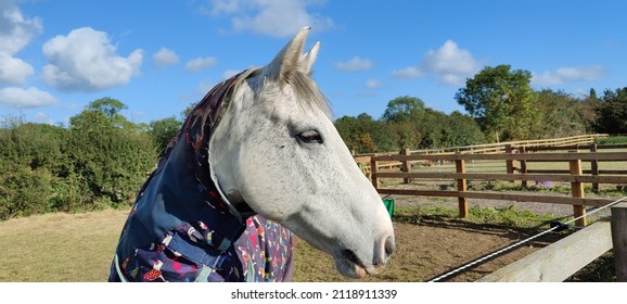 A Camera Shy Horse Striking A Pose