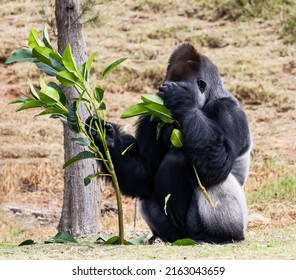 A Camera Shy Male Gorilla