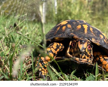 Camera Shy Turtle Says Hi