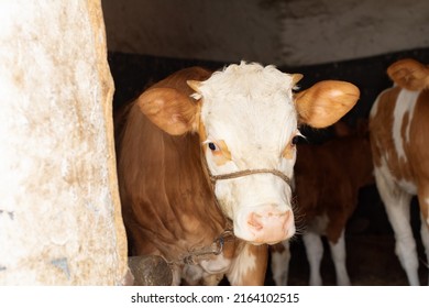A camera took a peek at the dark stable, and a beautiful Simmental calf looked at the camera inquiringly.