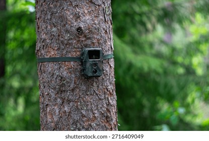 A camera trap on a tree in the forest.Hidden camera for animal watching.