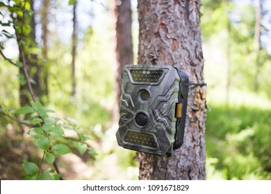 Camera traps with infrared light and a motion detector attached by straps on a tree photograph animals in the Siberian taiga.
