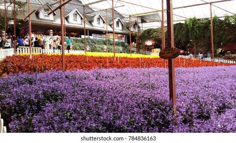 Lavender farm cameron highlands